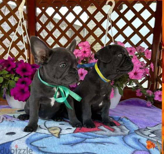 Beautiful French bulldog puppy - Blue Color with All Documents 0