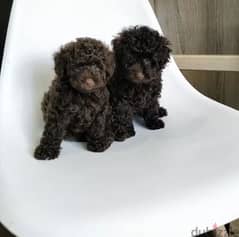 Chocolate Toy Poodle Puppy - Top Quality