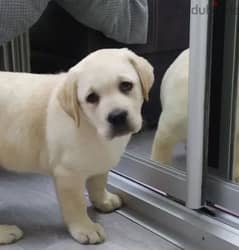 Labrador Retriever Dog Puppy from Europe