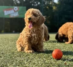 Toy Poodle Dog - Top Quality from Europe 0