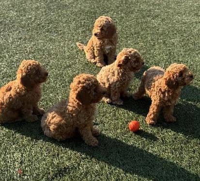 Toy Poodle Dog - Top Quality from Europe 1