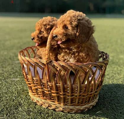 Toy Poodle Dog - Top Quality from Europe 2