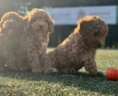 Toy Poodle Dog - Top Quality from Europe 3