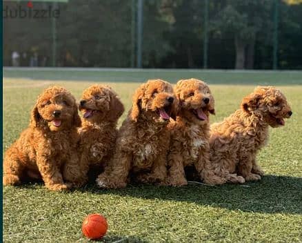 Toy Poodle Dog - Top Quality from Europe 4