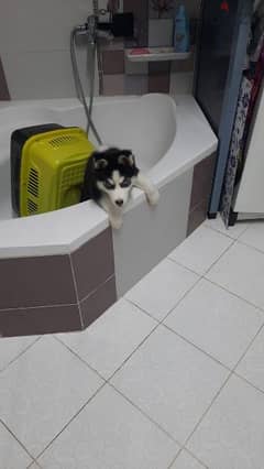 siberian Husky puppee for sale