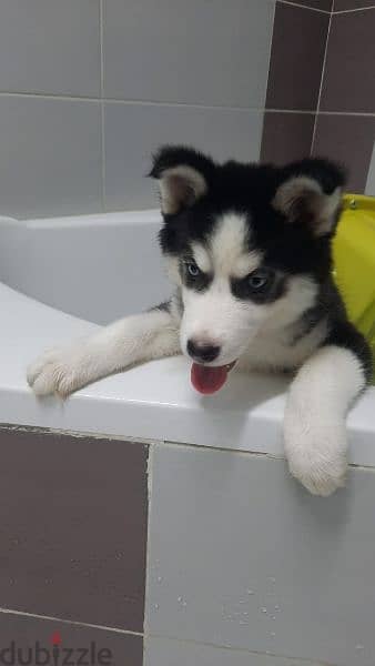 siberian Husky puppee for sale 1