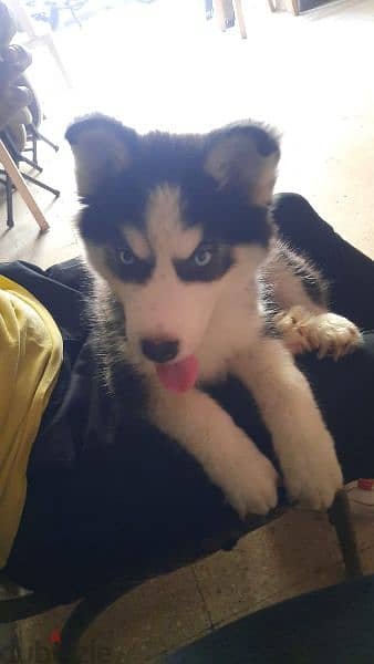 siberian Husky puppee for sale 2