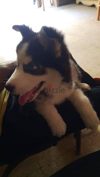 siberian Husky puppee for sale 4