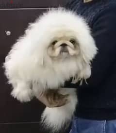 بيكنواه شيتزو pug bulldog
poodle
chow
Pomeranian shihtzu