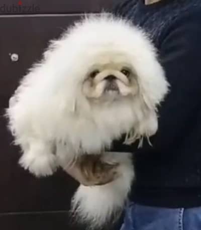 بيكنواه شيتزو pug bulldog poodle chow Pomeranian shihtzu