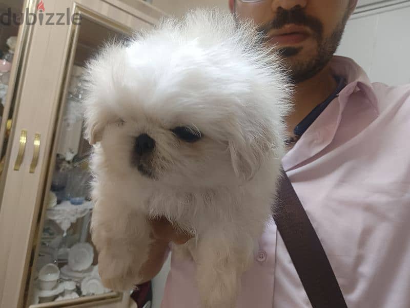 بيكنواه شيتزو pug bulldog
poodle
chow
Pomeranian shihtzu 1