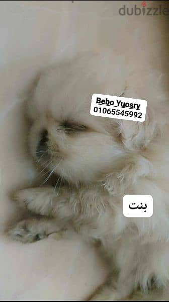 بيكنواه شيتزو pug bulldog
poodle
chow
Pomeranian shihtzu 2