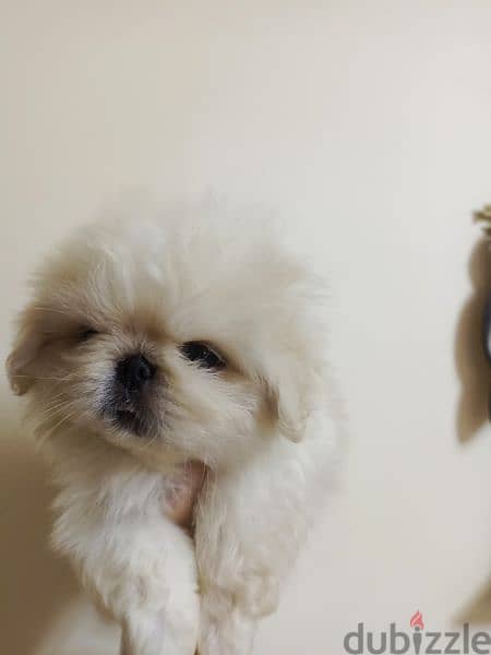 بيكنواه شيتزو pug bulldog
poodle
chow
Pomeranian shihtzu 3