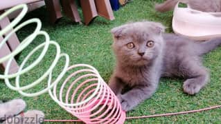 Scottish fold females kittens قطتين اسكوتش فولد