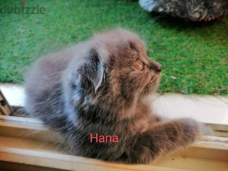 Scottish fold females kittens قطتين اسكوتش فولد 2