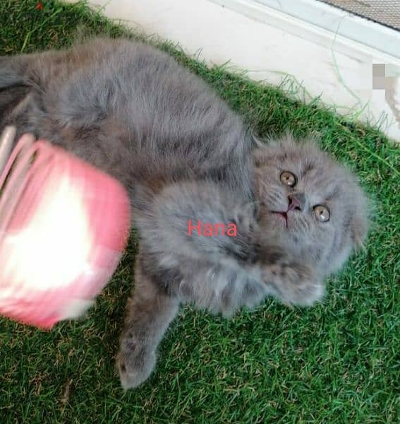 Scottish fold females kittens قطتين اسكوتش فولد 3