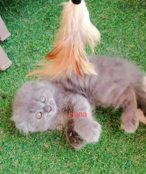 Scottish fold females kittens قطتين اسكوتش فولد 4