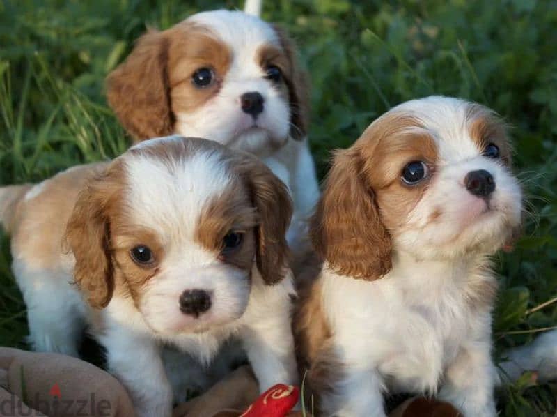 Cavalier King Charles spaniel girls from Russia 0