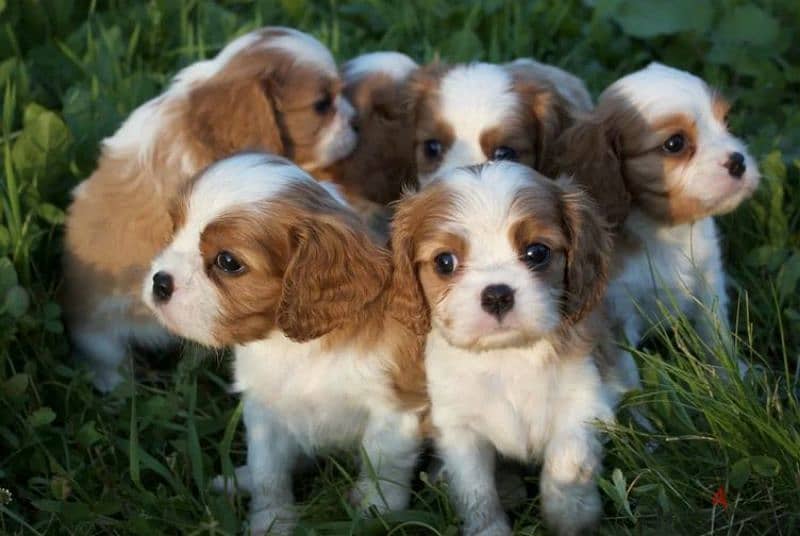 Cavalier King Charles spaniel girls from Russia 1