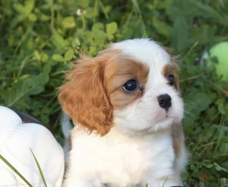 Cavalier King Charles spaniel girls from Russia 2