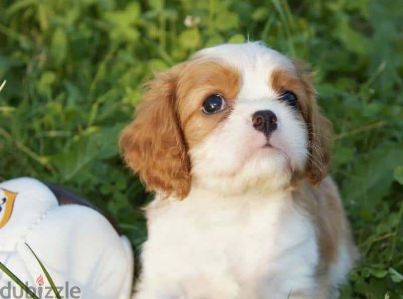 Cavalier King Charles spaniel girls from Russia 3