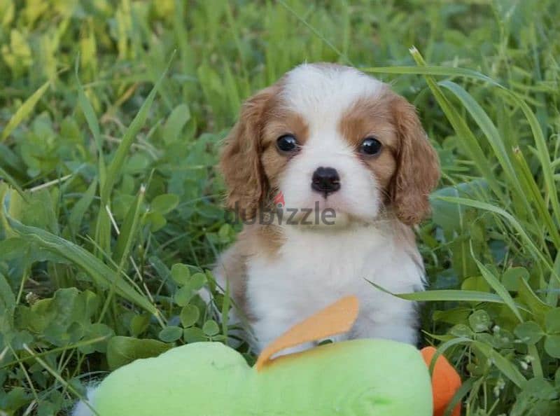 Cavalier King Charles spaniel girls from Russia 4