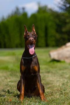 Imported Doberman from Russia with Fci documents 0