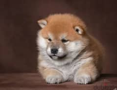 Shiba Inu puppy Male from Russia