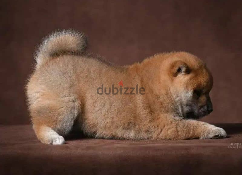 Shiba Inu puppy Male from Russia 1