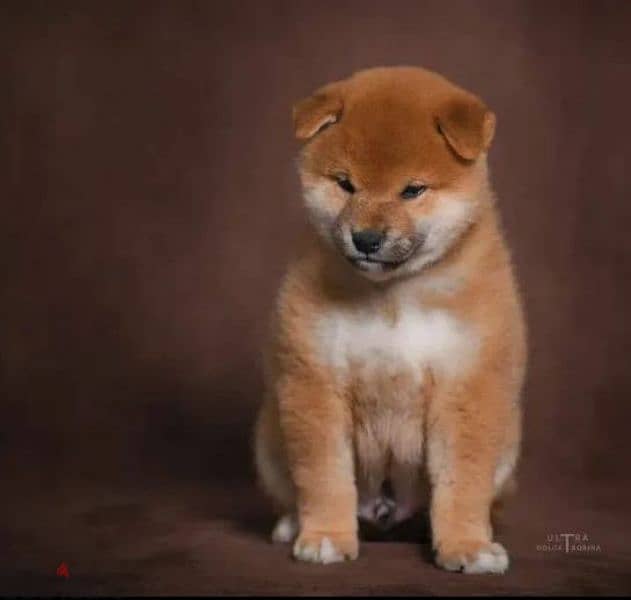 Shiba Inu puppy Male from Russia 2