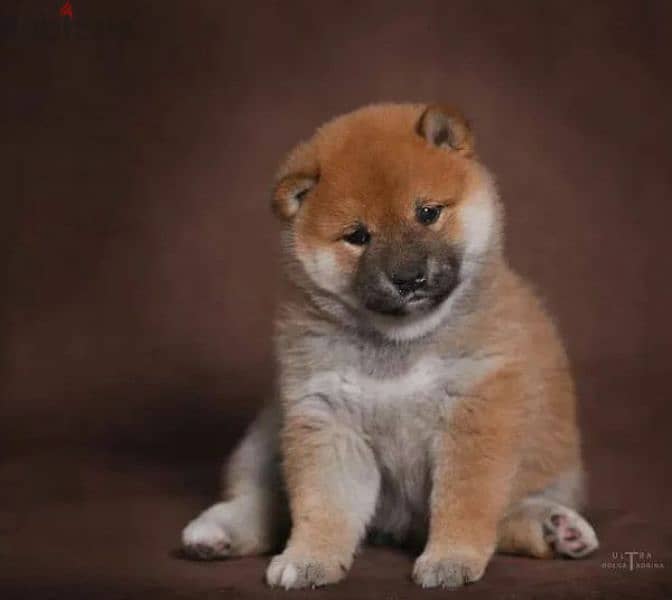 Shiba Inu puppy Male from Russia 3