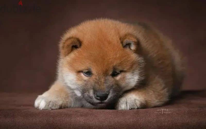 Shiba Inu puppy Male from Russia 4