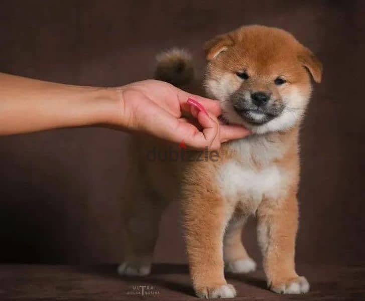 Shiba Inu puppy Male from Russia 5