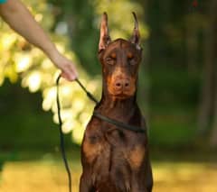 Doberman puppy brown boy from Russia