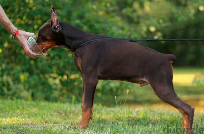 Doberman puppy brown boy from Russia 1