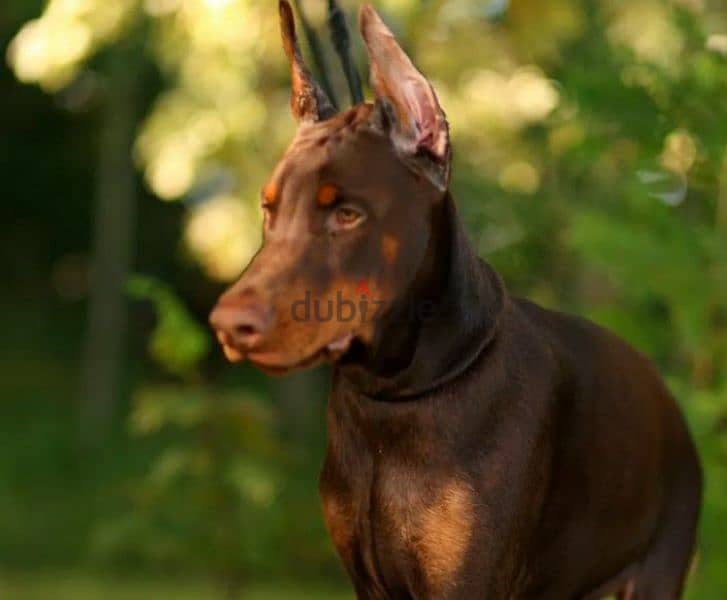 Doberman puppy brown boy from Russia 2