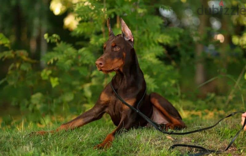 Doberman puppy brown boy from Russia 3