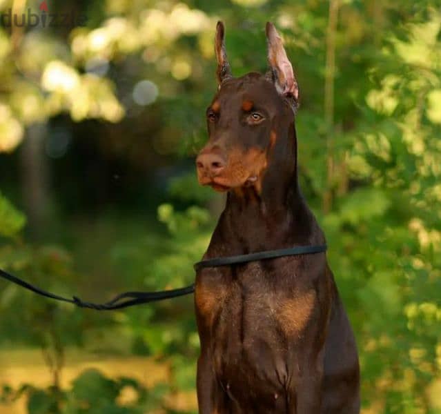 Doberman puppy brown boy from Russia 4