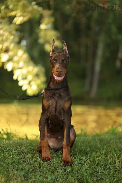 Doberman puppy brown boy from Russia 5