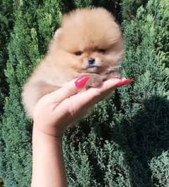 Micro button Pomeranian girl from Russia