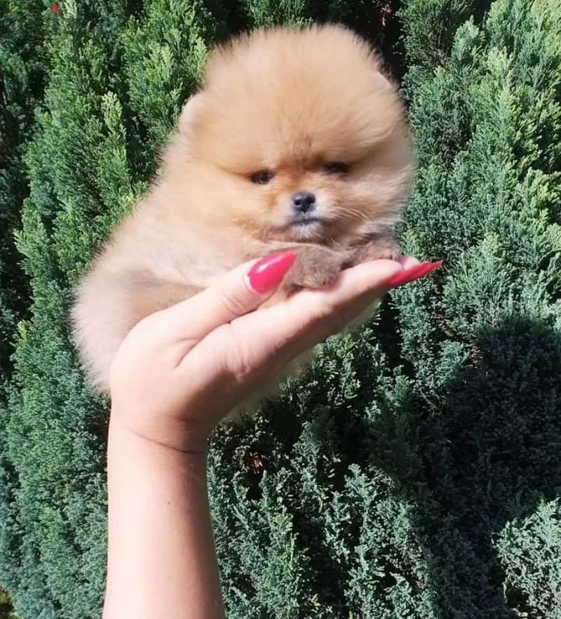 Micro button Pomeranian girl from Russia 0