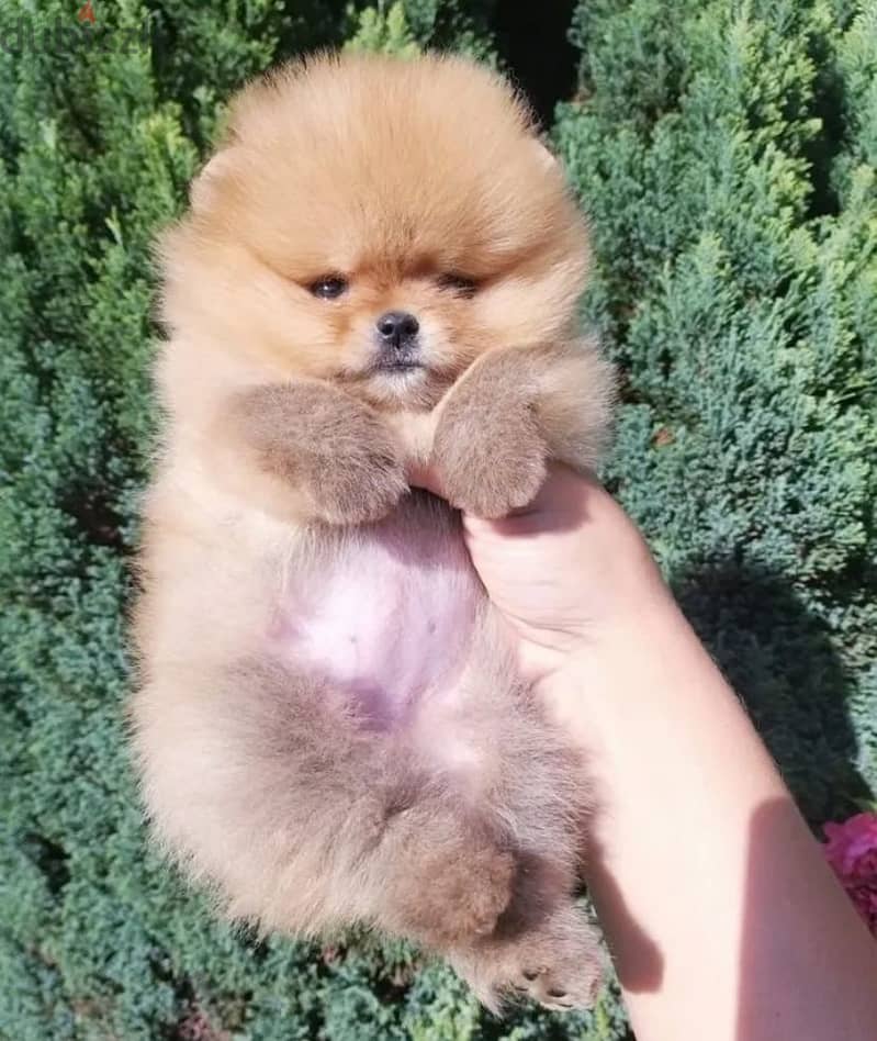 Micro button Pomeranian girl from Russia 2