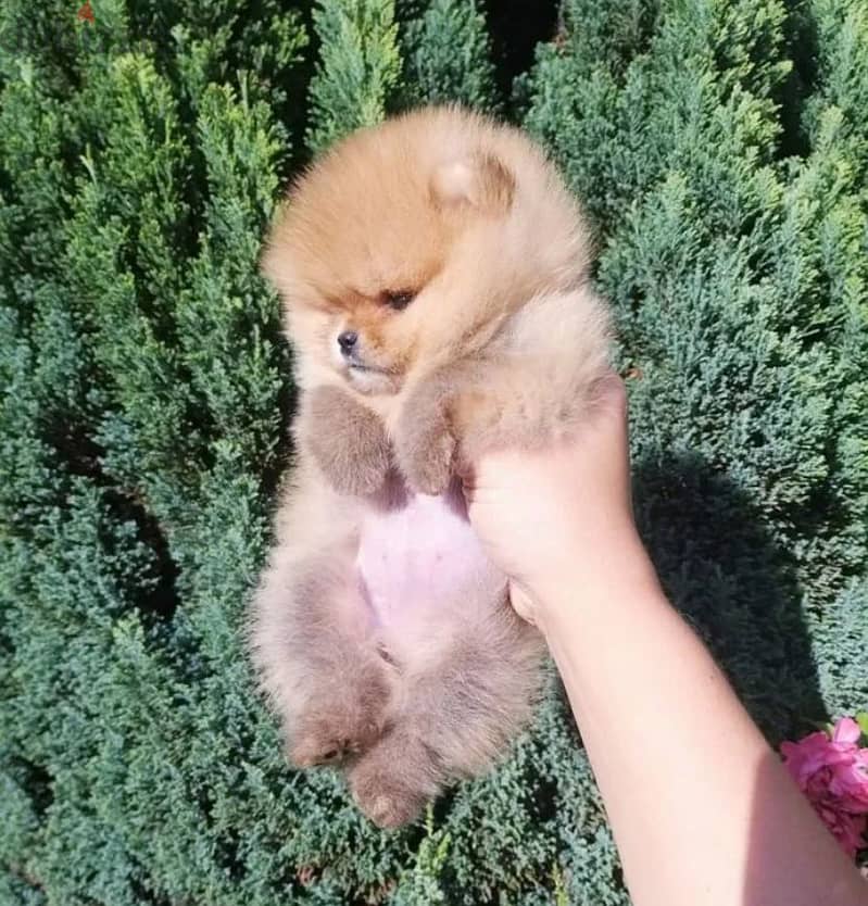 Micro button Pomeranian girl from Russia 3