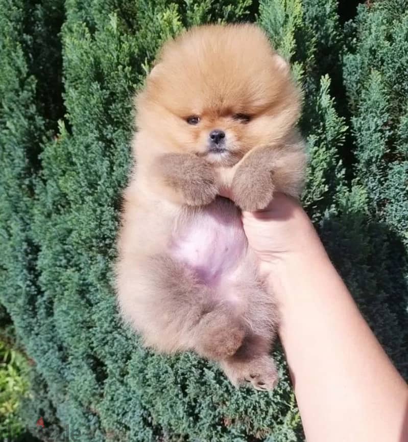 Micro button Pomeranian girl from Russia 4