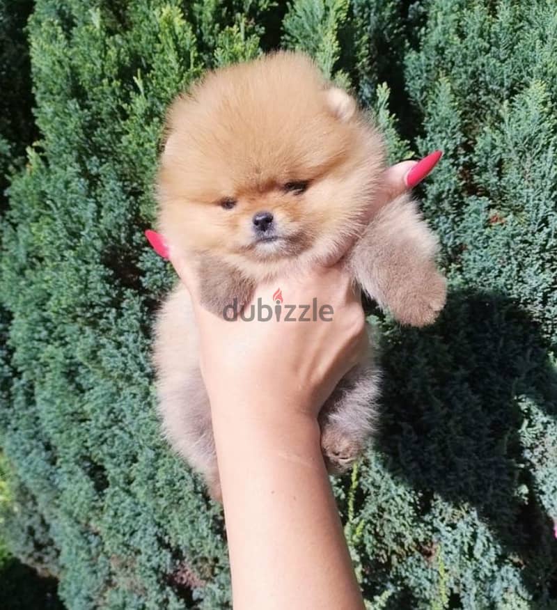 Micro button Pomeranian girl from Russia 6