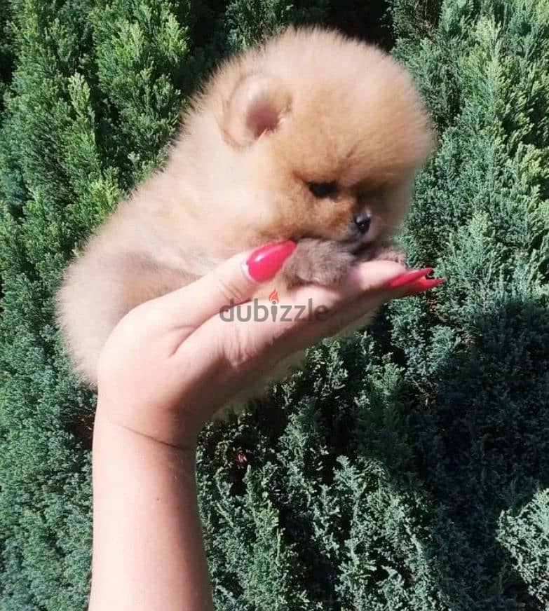 Micro button Pomeranian girl from Russia 8