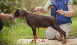 Doberman Brown puppy Male from Russia