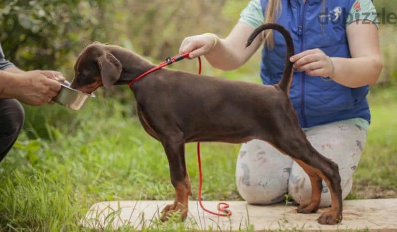 Doberman Brown puppy Male from Russia 0