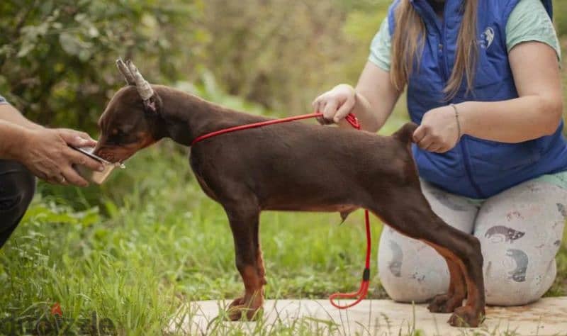 Doberman Brown puppy Male from Russia 1