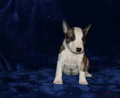 Miniature Bull terrier puppy Male from Russia